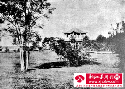 南京玄武湖“樱洲花海”流光碎影