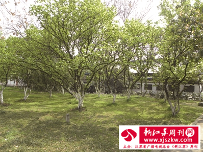 南京玄武湖“樱洲花海”流光碎影