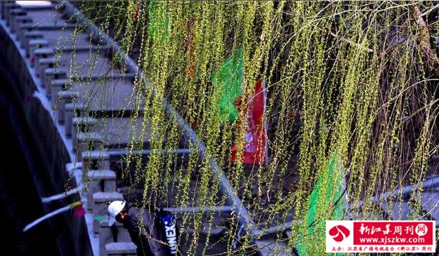 南京春光明媚 柳绿鸟鸣一派盎然春意